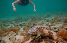 Snorkeling with Sea Turtles at St. Thomas