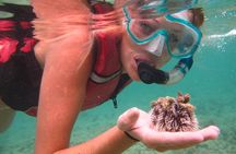 Snorkeling with Sea Turtles at St. Thomas