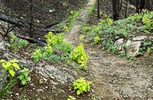 Wildfire Peak Nic 