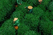 Hangzhou Private Customized Day Trip from SH by Bullet Train