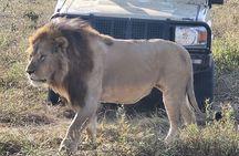Nairobi National Park Wildlife Safari