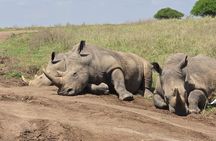 Nairobi National Park Wildlife Safari