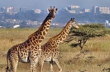 Nairobi National Park Wildlife Safari