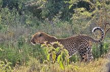 Wildlife Capital: Half-Day Safari at Nairobi National Park