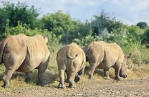 Wildlife Capital: Half-Day Safari at Nairobi National Park