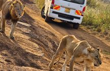 Wildlife Capital: Half-Day Safari at Nairobi National Park