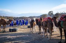Quad Camel Ride and Dinner Show in Agafay