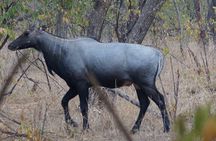 Jaipur to Ranthambore Same Day Tiger Safari