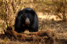 Jaipur to Ranthambore Same Day Tiger Safari