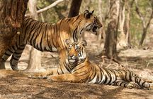 Jaipur to Ranthambore Same Day Tiger Safari