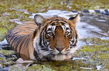 Jaipur to Ranthambore Same Day Tiger Safari