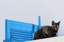 Shopping and Tasting Private Tour 