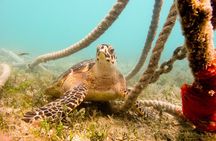 Snorkeling with Sea Turtles at St. Thomas
