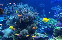 Key West: 3hr Snorkeling Experience with Unlimited Drinks 