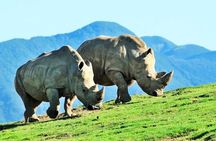 Fukuoka Day Trip to Yufuin, Beppu Hell Onsen and Animal Park