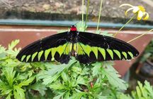 Cameron Highland Full Day Tour from KL City Private Tour