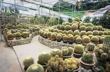 Cameron Highland Full Day Tour from KL City Private Tour