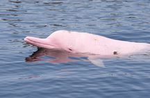 Pink Dolphin Spotting & Pig Island Speedboat Tour From Koh Samui