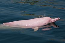 Pink Dolphin Spotting & Pig Island Speedboat Tour From Koh Samui