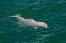 Pink Dolphin Spotting & Pig Island Speedboat Tour From Koh Samui