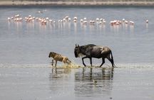 4-Days Big Five Safari: Tarangire, Serengeti & Ngorongoro Crater