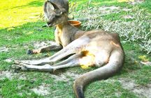 Prague Zoo Admission Ticket with Transfer and Audio Guide