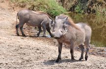 Mikumi National Park Day Trip by Train From Dar Es Salaam