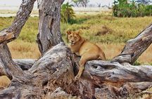 Mikumi National Park Day Trip by Train From Dar Es Salaam