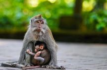 Bali ATV Quad Bike Adventure with Sangeh Monkey Forest Experience