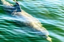 Hilton Head Island Dolphin Boat Cruise