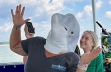 Hilton Head Island Dolphin Boat Cruise