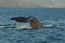 Whale, Dolphins Watching Adventure in Nilaveli