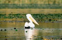 From Virpazar: Birdwatching and Photography on Skadar Lake