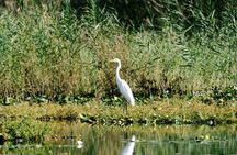 From Virpazar: Birdwatching and Photography on Skadar Lake