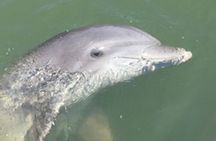 Hilton Head Dolphin Tour with Stop at Disappearing Island