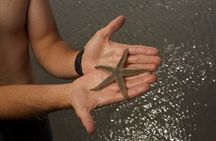 Hilton Head Dolphin Tour with Stop at Disappearing Island