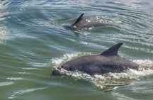 Hilton Head Morning Dolphins & Donuts Cruise