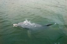 Private Hilton Head Dolphin Tour