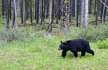Private Banff and Yoho National Park Tour with Moraine Lake
