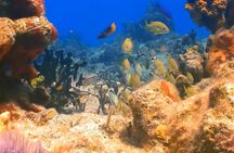 Customized Snorkeling with shopping & Lunch Stop Montego Bay 