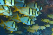 Montego Bay Guided Snorkeling Tour / Margarita & shopping