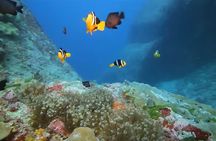 Snorkeling & Magaritaville experience Day tour in Montego Bay