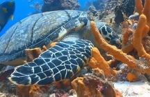 Snorkeling & Magaritaville experience Day tour in Montego Bay