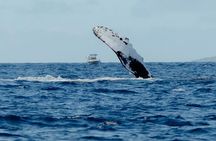 Whale Watching in Kona Hawaii