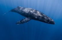 Whale Watching in Kona Hawaii