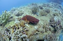 Full Day Scuba Dive Off The Na Pali Coast, Kaua’i-Mana Crack