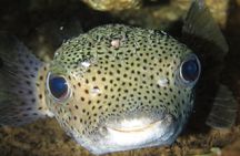 Full Day Scuba Dive Off The Na Pali Coast, Kaua’i-Mana Crack