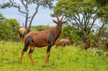 Akagera National Park Guided Day Pass