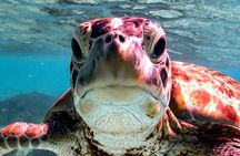 Private Bonaire Snorkeling Experience