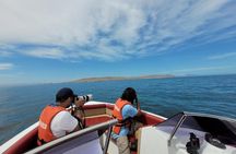 Private Tour Ballestas Islands and White Island from Paracas